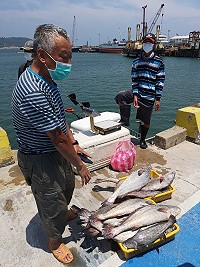 今年上半年鮸魚季進入尾聲,漁民說7、8月是鮸魚產卵期所以會儘量少捕。(圖:產發處)