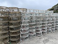 　近日在高登海域起出數十個全新章魚籠，顯示少數越界漁船甘冒被沒入風險，仍持續投放作業。（圖／文：陳鵬雄）