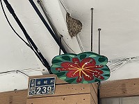 　家燕過境，&#22338;里村民建議加裝鳥糞擋板，公所表示有需要民眾可提出申請。（圖／文：陳鵬雄）