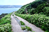 西引島東澳,日本前胡佈滿海岸坡地與戰備小路兩旁,景色清新幽靜。(圖/文:陳其敏)