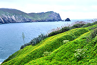 東引風虎岬角,蟛蜞菊強勢地占據著海岸一角,生機盎然,別有一番姿色。(圖/文:陳其敏)