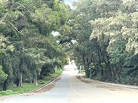 　綠色隧道。（ 圖與文：陳鵬雄）