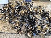 　北竿淡菜開賣，因疫情造成對外交通不便，業者只能「限量供應」。（圖／文：陳鵬雄）