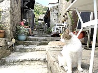 悠閒與無奈　（圖與文：陳鵬雄）