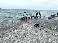 　東莒猛澳碼頭鯷魚、花飛接連幾日大靠，釣手輕鬆狂拉30斤。（圖／文：蔡夢玲）