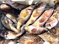 后澳漁民王木俤7日一張網捕獲十多尾珍稀的赤點石斑魚,總共賣了5千多元。(圖/文:陳鵬雄)
