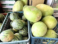 　&#22338;里農地西瓜進入採收期，一市斤零售價20元。（圖／文：陳鵬雄）
