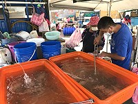 季頭活體花蟹1斤350元,在福澳街頭兜售。(圖:馬祖日報)
