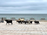 　微解封。（圖／文：陳鵬雄）