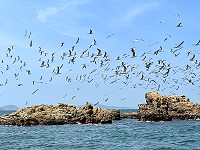 　北竿鐵尖島成千燕鷗群聚，數量達今年最高峰。（圖／文：陳鵬雄）
