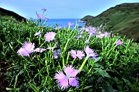 進入盛夏,東引到處都能觀賞到長萼瞿麥的繽紛顏色。(圖/文:陳其敏)