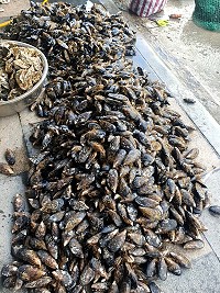 　復航首日，淡菜爆單。（圖／文：陳鵬雄）