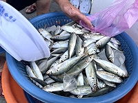 東莒釣獲鯷魚船運南竿銷售,1斤80元很快搶光。(圖:馬祖日報社)