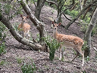 　等嘸人。（圖與文：陳鵬雄）