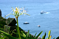 　有「白花石蒜」雅名的文殊蘭，在東引海岸山坡綻放美麗。（圖／文：陳其敏）
