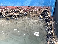 白沙浮動碼頭長滿了野生淡菜,民眾試吃後口感不佳有油味,還是別吃為妙。(圖/文:陳鵬雄)