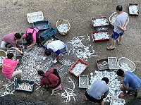 　豐收。（圖／文：陳鵬雄）