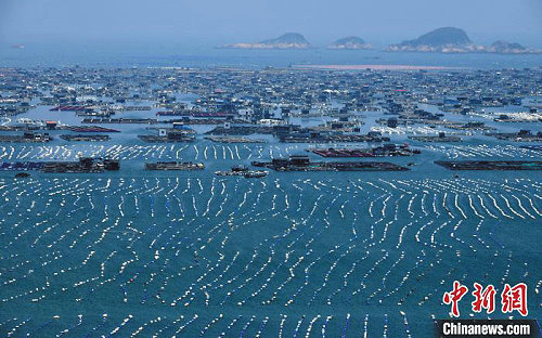 　大陸連江「海上牧場」蔚為壯觀。（圖：摘自中評網）