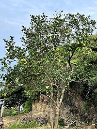 　阿南境尋古步道開工，聚落內超過一甲子歲月的柚子樹喚起所有鄉親共同記憶。（圖／文：陳鵬雄）