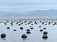 　產發處推廣以塑膠球取代保麗龍做為養殖浮具。（圖／文：陳鵬雄）
