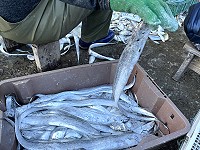 　近日馬祖白帶魚體型變大，代表產期進入季尾。（圖／文：陳鵬雄）