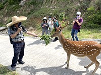 　疫情趨緩，大坵鹿島開始出現遊客餵食桑葉場景。（圖／文：陳鵬雄）