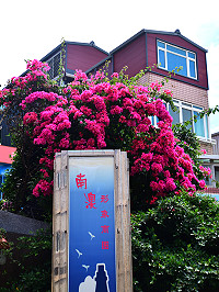 街角「花」現繽紛　（圖與文：陳其敏）