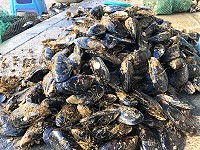 　中秋腳步近，馬祖淡菜及生蠔出貨量開始增加。（圖／文：陳鵬雄）