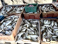 颱風過後橋仔漁民意外捕獲大量臭肚魚,這種情況十分罕見。(圖/文:陳鵬雄)