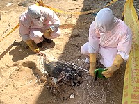 芹壁海洋悲歌,馬祖岸巡協處死亡海豚,呼籲切勿丟棄垃圾,讓海洋生物回歸原始乾淨的生存空間。(圖:海巡署金馬澎分署第一○岸巡隊)