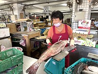 時序入秋,馬祖季頭鮸魚出現,山隴市場15日鮸魚多維持6-8斤以上,1斤220元。(圖:馬祖日報)