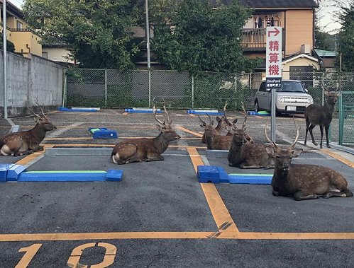 停車格下停放著一隻又一隻的鹿。(圖片來源:中天新聞)
