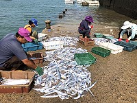 　今年白帶魚季已結束，要吃鮮貨恐怕要等明年夏天了。（圖：本報資料室）
