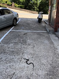 中秋氣溫仍高,近日仍不時傳出蛇類活動的訊息,昨天有隻眼鏡蛇就直接出現在人車往來頻繁的梅石加油站,讓加油民眾嚇一跳。(圖/文:曹重偉)