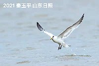 　大陸山東日照鳥友秦玉平拍攝到一隻黑嘴端，腳上繫環證實是10年前在馬祖繫放的幼鳥。（圖：山東日照鳥友秦玉平提供，文：陳鵬雄）