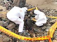 海洋悲歌現北竿,岸巡隊6日下午在北竿鐵拳澳灘岸發現1隻死亡海豚,通報縣府產發處與海洋保育署海洋保育工作站協處。(圖:馬祖岸巡隊)