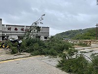 　「圓規」環流帶來強陣風，北竿地區各主要道路都有零星路樹傾倒現象。（圖／文：陳鵬雄）