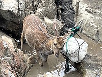 　大坵島上一頭公鹿遭繩索糾纏，後來自行脫困返回山林。（圖／文：陳鵬雄）