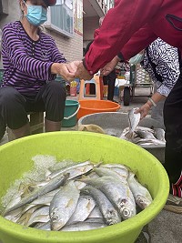 秋末漁汛期,馬祖洄游性魚類白力魚、鮸魚、鯛類報到,初期小有斬獲,價格有高有低。(圖:馬祖日報)