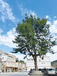　&#22338;里遊客中心前方地標樹完成瘦身修剪，繼續提供夏日乘涼休憩功能。（圖／文：陳鵬雄）