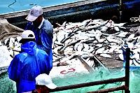 　東引地區近來漁獲量不差，漁船捕獲不少白力魚。（圖／文：陳其敏）