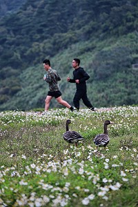 東引首次發現白額雁的身影。(圖/文:陳其敏)