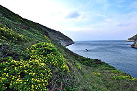 　季節走進初冬，黃色系的細葉假黃鵪菜、油菊接力登場，自然衍生出大小、濃淡的漸層之美。（圖／文：陳其敏）