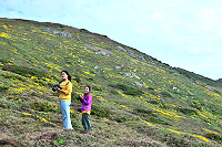 最靠北的東引島,油菊花染黃山頭是一年之中最獨特的景觀。(圖/文:陳其敏)