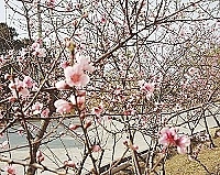 　北竿山線主幹道旁的桃花盛開爭艷，萬點桃花迎新春。（圖／文：陳鵬雄）