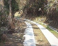 　勝天公園到津沙村路段沿途風光雖美，但駕駛們應注意地上落葉及路邊枯木，提高警覺以策安全。（圖／文：曹重偉）