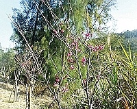　相較於北竿，南竿的桃花就疏落多了，原來是「年資」有差，建設局籲鄉親耐心等它們長大。（圖／文：曹重偉）
