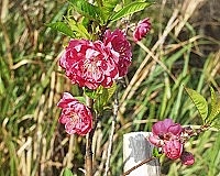 　全村一起來熱鬧！（圖與文：張登傑、陳樂團）