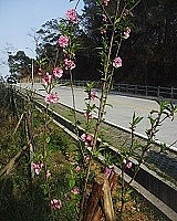 　全村一起來熱鬧！（圖與文：張登傑、陳樂團）