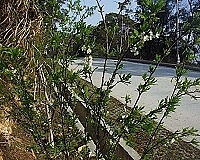 　全村一起來熱鬧！（圖與文：張登傑、陳樂團）